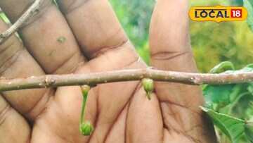 সুন্দরবনে