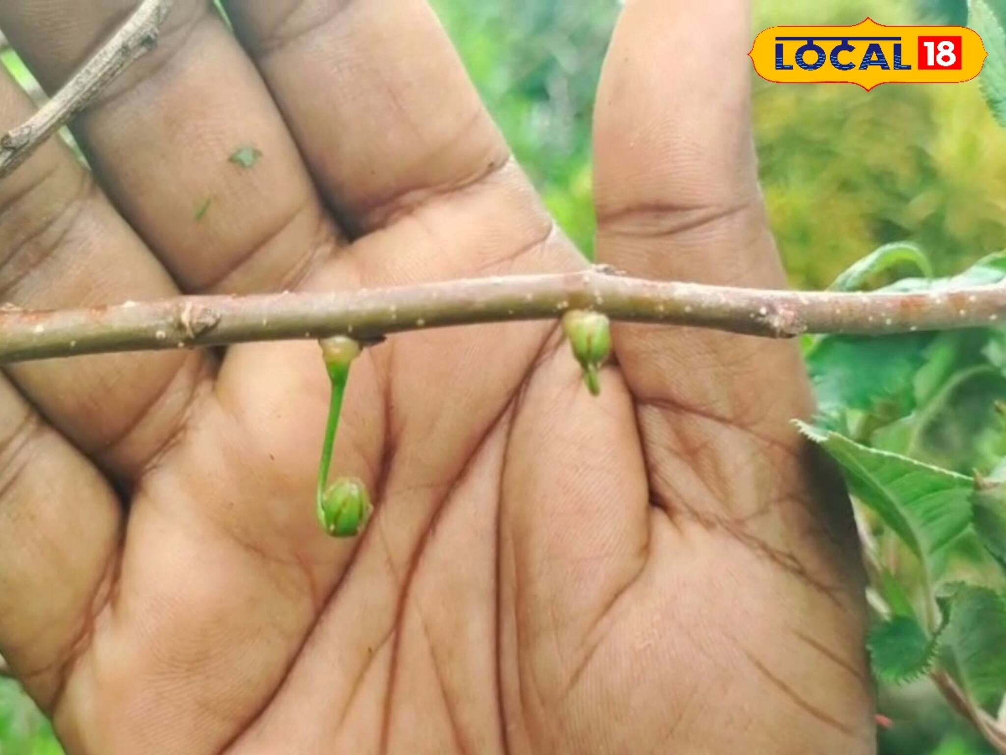 বাঘের অরণ্যে আপেল চাষ! দম্পতির কাণ্ড দেখলে চোখ কপালে উঠবে