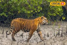 সাঁতারে দক্ষ, আকারে ছোট - তবুও ভয়ঙ্কর! রয়েল বেঙ্গল টাইগার কেন আলাদা? চেনার গোপন রহস্য ফাঁস! জানলে অবাক হবেন আপনিও