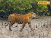 রয়েল বেঙ্গল টাইগারের 'এইসব' তথ্য জানলে গায়ে কাঁটা দেবে