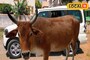 দামি এসইউভি গাড়ি ব্যবহার করে গরু পাচারের ছক, ধাওয়া করে ধরল পুলিশ