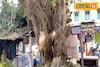 ডালপালা ছাঁটার অনুমতি নিয়ে কারসাজি! স্থানীয়রা রুখে দাঁড়াতেই গাছ কাটা ছেড়ে পগারপার ঠিকাদার