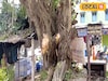 ডালপালা ছাঁটার অনুমতি নিয়ে কারসাজি! স্থানীয়রা রুখে দাঁড়াতেই গাছ কাটা ছেড়ে পগারপার ঠিকাদার