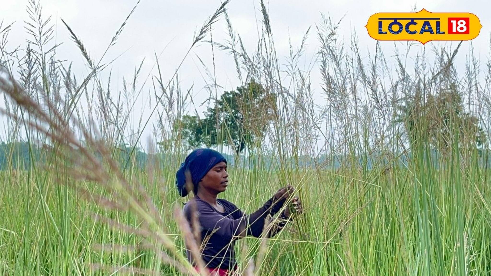 সাপ-জোঁকের ভয় ভুলে ঘাস সংগ্রহ! দুর্গাপুজোর আগে আদিবাসী মহিলাদের অন্য লড়াই