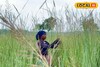 সাপ-জোঁকের ভয় ভুলে ঘাস সংগ্রহ! দুর্গাপুজোর আগে আদিবাসী মহিলাদের অন্য লড়াই