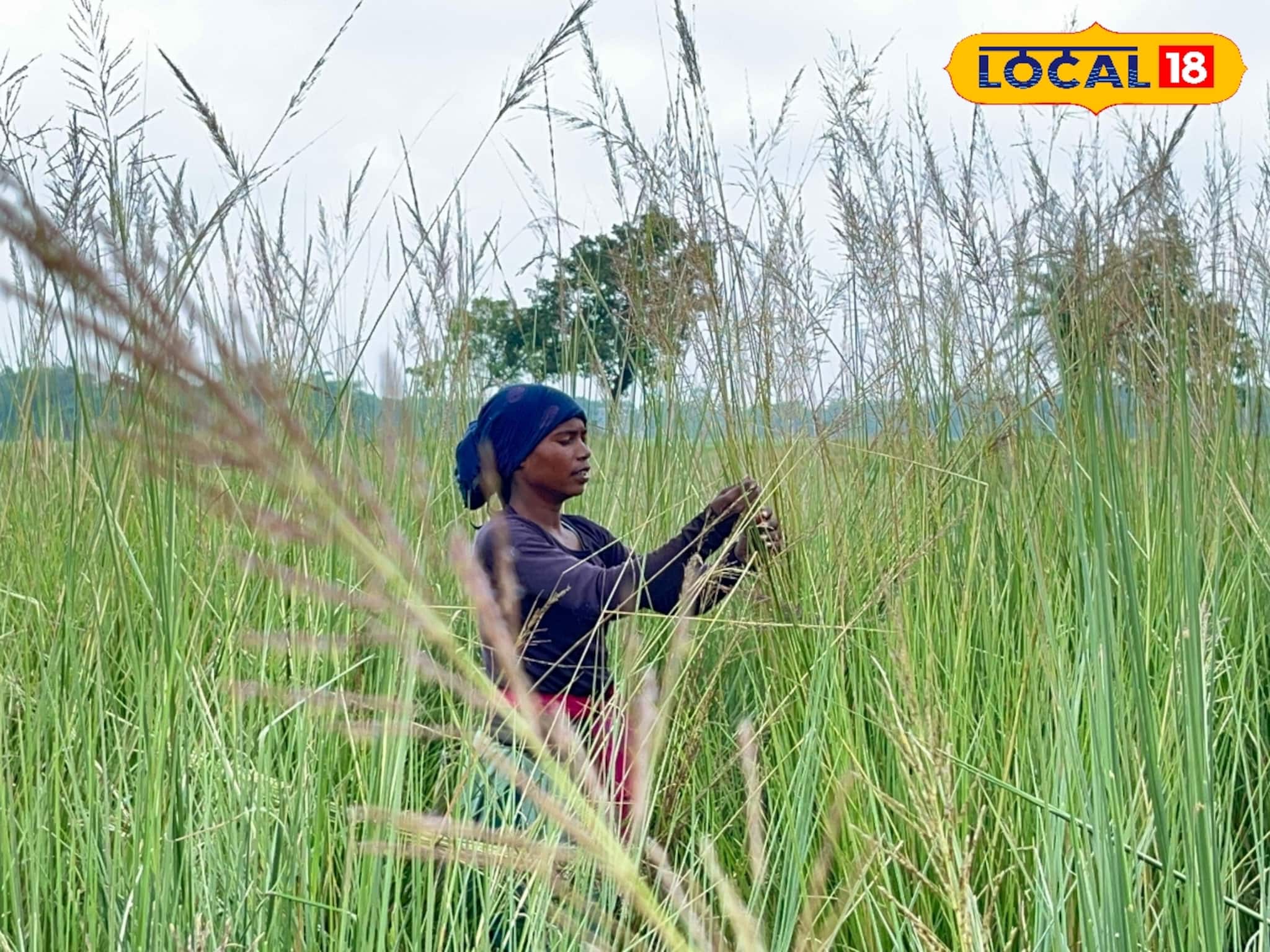 সাপ-জোঁকের ভয় ভুলে ঘাস সংগ্রহ! দুর্গাপুজোর আগে আদিবাসী মহিলাদের অন্য লড়াই