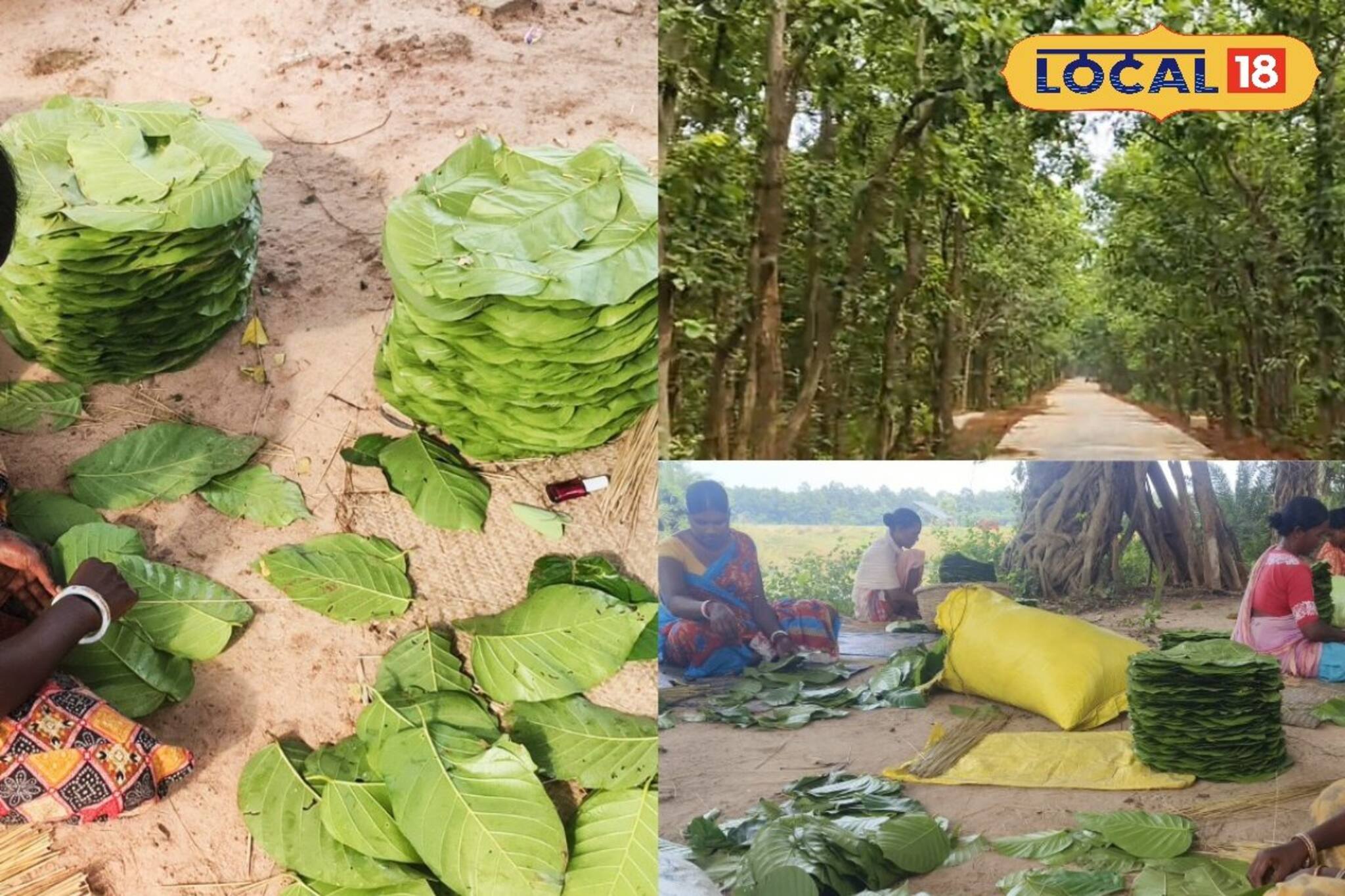 হাড়ভাঙা খাটুনিতে তৈরি হয় হাজার শালপাতা! অথচ মহাজন যা দাম দেন, শুনলে অবাক লাগবে