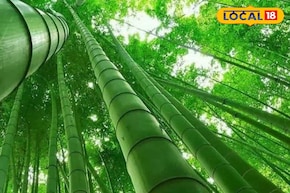 'বাঁশ' নিয়ে বাঙালির কৌতুক থামেই না! অথচ প্রকৃতির জন্য এ এক আশ্চর্য আশীর্বাদ