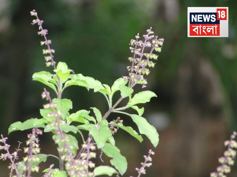 হিন্দু ধর্মে তুলসী গাছের ঐশ্বরিক মাহাত্ম্য রয়েছে, অন্যদিকে, অ্যালোভেরা গাছ ওষধি গুণে পরিপূর্ণ। এমন পরিস্থিতিতে, অনেক সময় মানুষ জেনে বা অজান্তে তাদের বাড়িতে কিছু গাছ একসাথে লাগায়, যার কারণে ঘরে নেতিবাচক শক্তিও সঞ্চারিত হয়। 