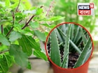 বাড়ির এই দিকে রাখলে ভয়ঙ্কর ভাল...তুলসী গাছের পাশে অ্যালেভেরা রাখেন? জানেন কী হয়?