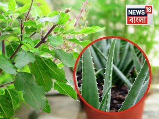 বাড়ির এই দিকে রাখলে ভয়ঙ্কর ভাল...তুলসী গাছের পাশে অ্যালেভেরা রাখেন? জানেন কী হয়?