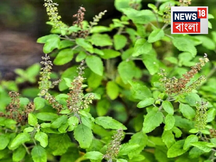 বৃহস্পতিবারকে দেবী লক্ষ্মীর দিন হিসেবে বিবেচনা করা হয়। এই দিনে যদি আপনি ১০টি তুলসী পাতা আটার বাক্সে রাখেন, তাহলে ঘরে কখনও খাবার এবং অর্থের অভাব হয় না। এই প্রতিকারের মাধ্যমে ঘরের ভাণ্ডার পূর্ণ থাকে এবং পরিবারে সমৃদ্ধি আসে। তুলসী পাতা ধুয়ে শুকানোর পরেই বাক্সে রাখা উচিত।