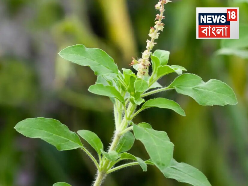 অনেকেই বাড়িতে আটার বাক্সে তুলসী পাতা রাখেন। বিশ্বাস করা হয় যে, এটি করলে কখনও খাদ্যশস্যের অভাব হয় না এবং ঘরের ভাণ্ডার সর্বদা পূর্ণ থাকে। এছাড়াও, এই প্রতিকার ঘরের নেতিবাচক শক্তি দূর করে এবং ইতিবাচক পরিবেশ নিয়ে আসে।