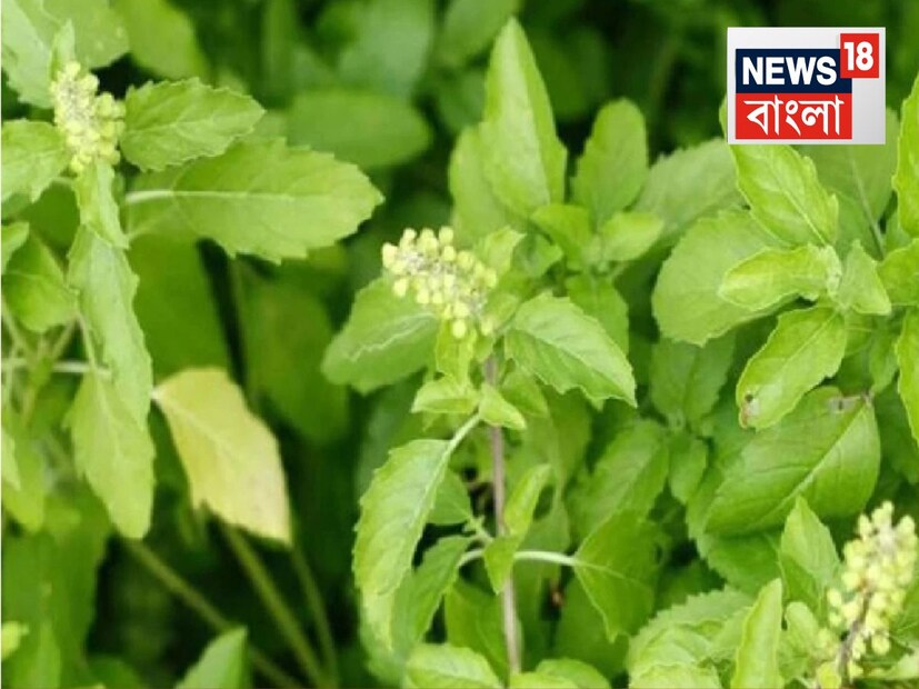 disclaimer: এই প্রতিবেদনে থাকা তথ্যের সত্যতা News18 Bangla নিশ্চিত করে না৷ প্রয়োজনে বিশেষজ্ঞের পরামর্শ নিন৷ 