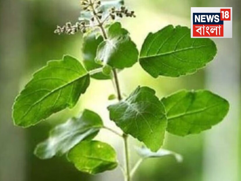 যদি আপনার রাশিফলের মঙ্গল দুর্বল হয়, তাহলে জীবনে সংগ্রাম বাড়তে পারে। এমন পরিস্থিতিতে, তুলসী সম্পর্কিত প্রতিকার মঙ্গলকে শক্তিশালী করতে সাহায্য করে। আটার বাক্সে ছয়টি তুলসী পাতা রাখলে সাহস, আত্মবিশ্বাস এবং সাফল্য পাওয়া যায়। এই প্রতিকারটি বিশেষ করে যারা ক্ষেত্রে অগ্রগতি চান তাদের জন্য ভাল।