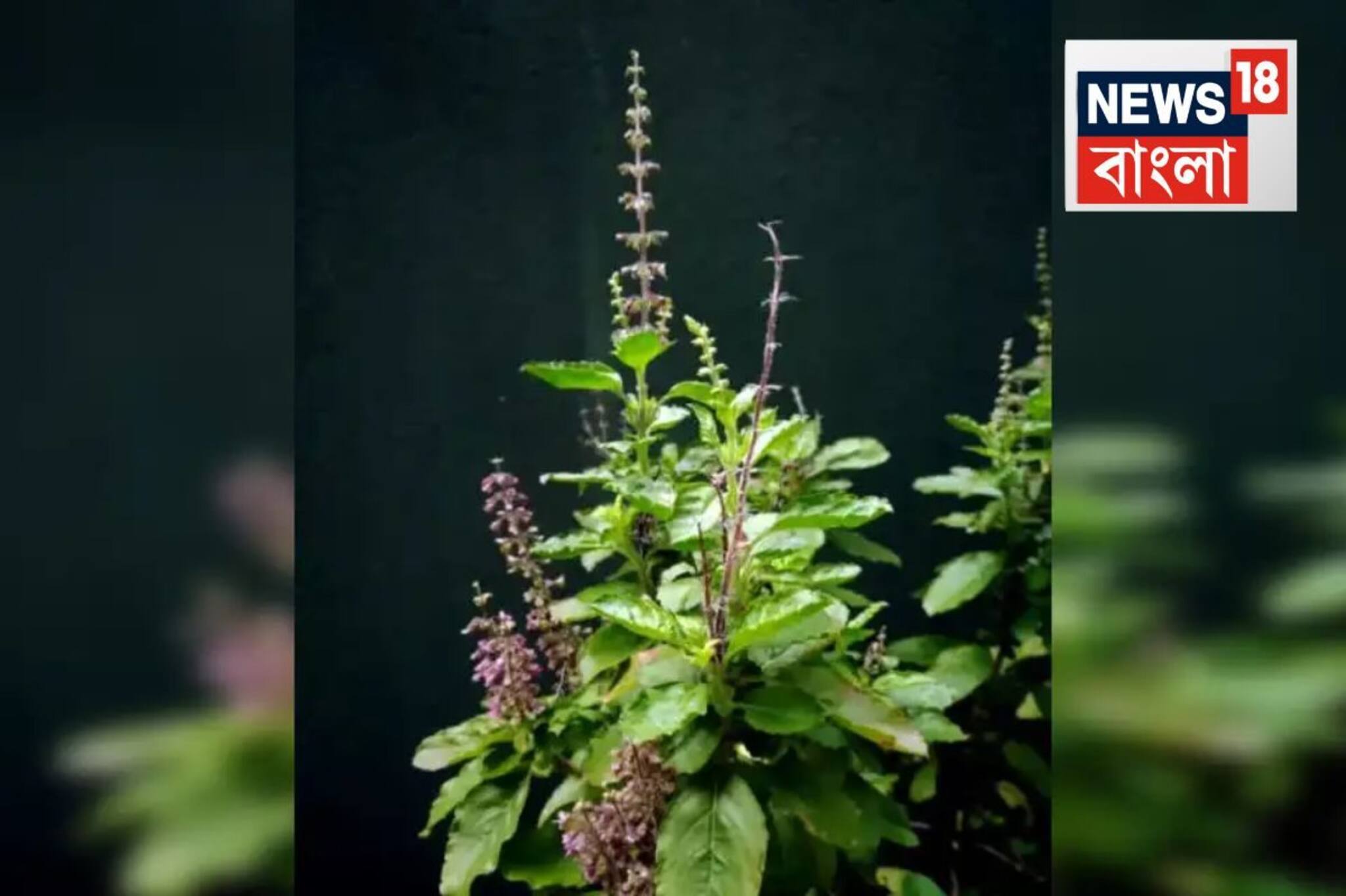 কাজ হবেই! ঠিক শুক্রবার দেখে ১০টা শুকনো তুলসী পাতা...জ্যোতিষীর এই টোটকা একেবারে অব্যর্থ!