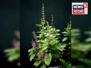 কাজ হবেই! ঠিক শুক্রবার দেখে ১০টা শুকনো তুলসী পাতা...জ্যোতিষীর এই টোটকা একেবারে অব্যর্থ! কাজ হবেই! ঠিক শুক্রবার দেখে ১০টা শুকনো তুলসী পাতা...জ্যোতিষীর এই টোটকা একেবারে অব্যর্থ!