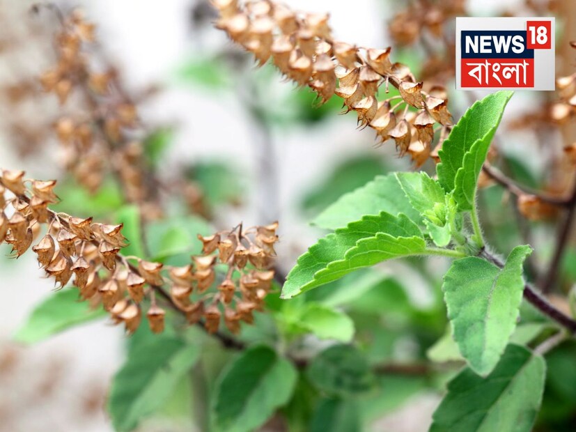 জ্যোতিষশাস্ত্র এবং বাস্তুতে এমন সমস্যার বিশেষ কিছু প্রতিদকারের বর্ণনা দেওয়া হয়েছে, যা খুব সহজ এবং দ্রুত ফলাফল দেয়। তুলসী গাছকে প্রতিটি বাড়িতে শুভ বলে মনে করা হয়৷ আসুন ভোপালের বাসিন্দা জ্যোতিষী এবং বাস্তু পরামর্শদাতা পণ্ডিত হিতেন্দ্র কুমার শর্মার কাছ থেকে জেনে নিই ১০ তুলসী পাতার কী প্রতিকার৷