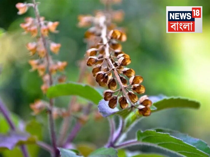 শুক্রবারকে ভগবান বিষ্ণুর দিন হিসেবে বিবেচনা করা হয়। এই দিনে, যদি আপনি তুলসী পাতার ১০টি পাতা তুলে ভাল করে শুকিয়ে আটার বাক্সে রাখেন, তাহলে ভগবান বিষ্ণুর আশীর্বাদ পরিবারের উপর থাকে। এতে ঘরে সুখ-শান্তি আসে এবং অর্থ সংক্রান্ত সমস্যাও ধীরে ধীরে শেষ হয়। আপনি মাসে একবার এই প্রতিকারটি পুনরাবৃত্তি করতে পারেন।