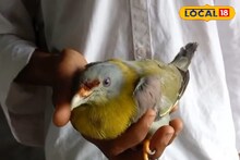 অসুস্থ হরিয়ালকে স্কুলেই চিকিৎসা! মহারাষ্ট্রের জাতীয় পাখিকে বাঁচাল বর্ধমানের পড়ুয়ারা