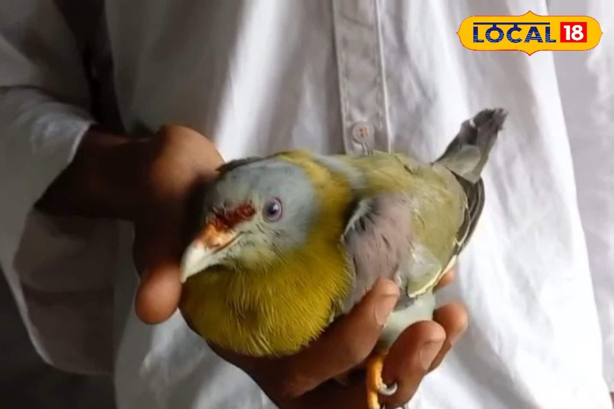 অসুস্থ হরিয়ালকে স্কুলেই চিকিৎসা! মহারাষ্ট্রের জাতীয় পাখিকে বাঁচাল বর্ধমানের পড়ুয়ারা