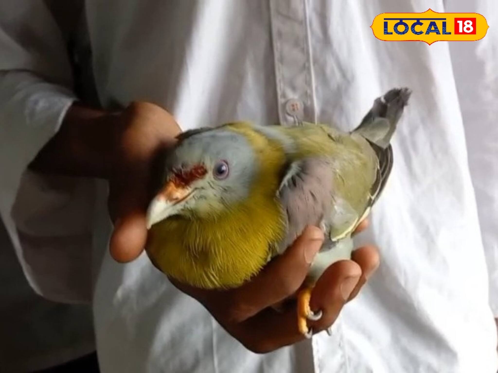 অসুস্থ হরিয়ালকে স্কুলেই চিকিৎসা! মহারাষ্ট্রের জাতীয় পাখিকে বাঁচাল বর্ধমানের পড়ুয়ারা