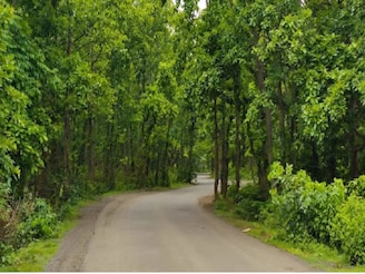 অরণ্যের নাম গণপুর, কলকাতার খুব কাছে মাত্র ৫০ টাকা খরচে গভীর জঙ্গলে সঙ্গীকে নিয়ে ঘুরে আসুন!