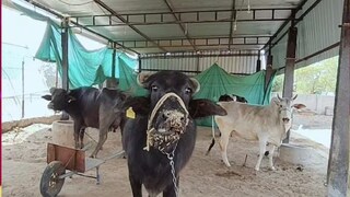 গান শুনলে কি গরু বা মোষ বেশি দুধ দেয়? সংগৃহীত ছবি। 