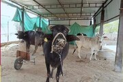 গান শুনলে কি গরু বা মোষ বেশি পরিমাণে দুধ দেয়? বিশেষজ্ঞদের দাবি শুনে সকলকেই হতবাক