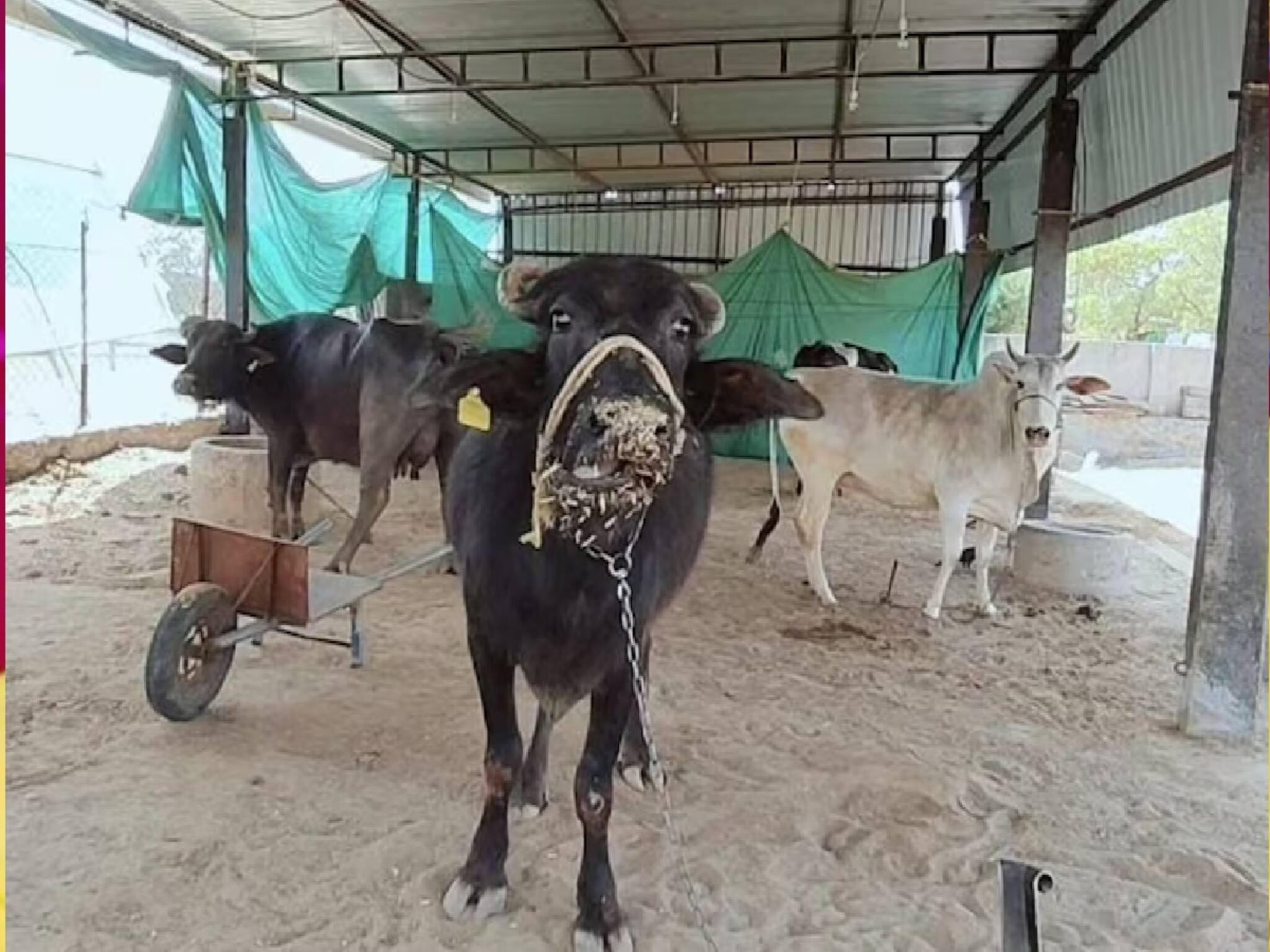 Viral: গান শুনলে কি গরু বা মোষ বেশি পরিমাণে দুধ দেয়? বিশেষজ্ঞদের দাবি শুনে সকলকেই হতবাক