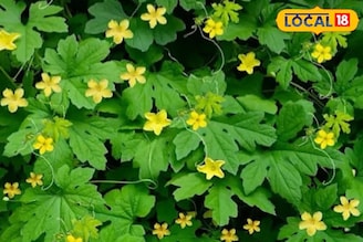 করলা লতায় ফুল আসছে না? এই তিনটি উপাদান মিশিয়ে নিন, আপনার ক্ষেত প্রচুর ফলে ভরে যাবে