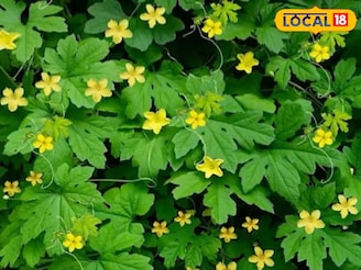 করলা লতায় ফুল আসছে না? এই তিনটি উপাদান মিশিয়ে নিন, আপনার ক্ষেত প্রচুর ফলে ভরে যাবে