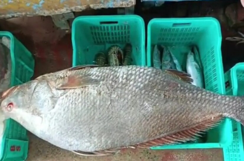 রবিবার সকালে দিঘা মহোনায় প্রায় এক কোটি টাকায় দরে নিলাম হল এই ৯০ পিস তেলিয়া ভলা যার প্রতিটি ওজন ৩০ থেকে ৩৫ কেজি।(Representative Image)