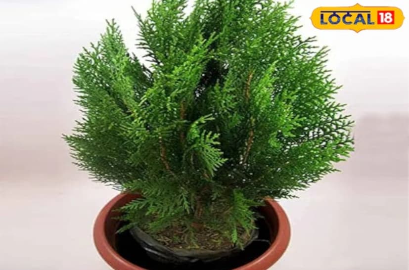 আজকের সময়ে যখন দূষণ নিত্য বৃদ্ধি পাচ্ছে, সবাই তাদের বাড়ির পরিবেশ পরিষ্কার রাখতে চায়। কেউ যদি নিজের বাড়ির বাতাসকে সতেজ এবং উজ্জীবিত রাখতে চায়, তাহলে ঝাউ গাছটি একটি দুর্দান্ত বিকল্প হিসাবে প্রমাণিত হতে পারে। এই গাছের সবচেয়ে বিশেষ বৈশিষ্ট্য হল এটি সারা দিন ধরে একনাগাড়ে অক্সিজেন নির্গত করে, ঘরের পরিবেশকে পরিষ্কার এবং শান্তিপূর্ণ রাখে।