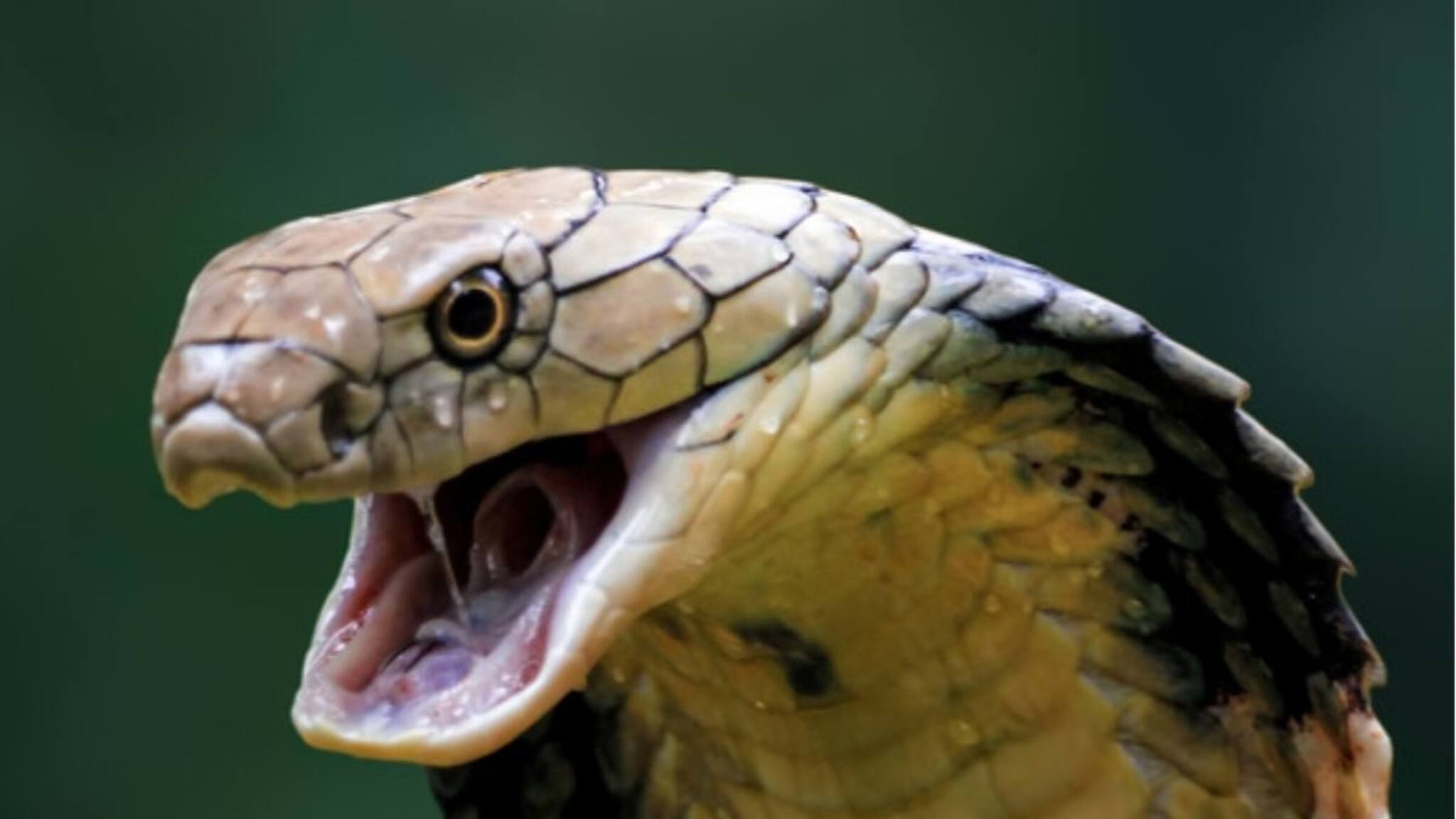 সাপকে টেনে আনে এইসব জিনিস! গন্ধ পেলেই হিসহিস করে ছুটে আসে সাপের দল! জানেন কোন কোন জিনিস এড়িয়ে চলবেন?