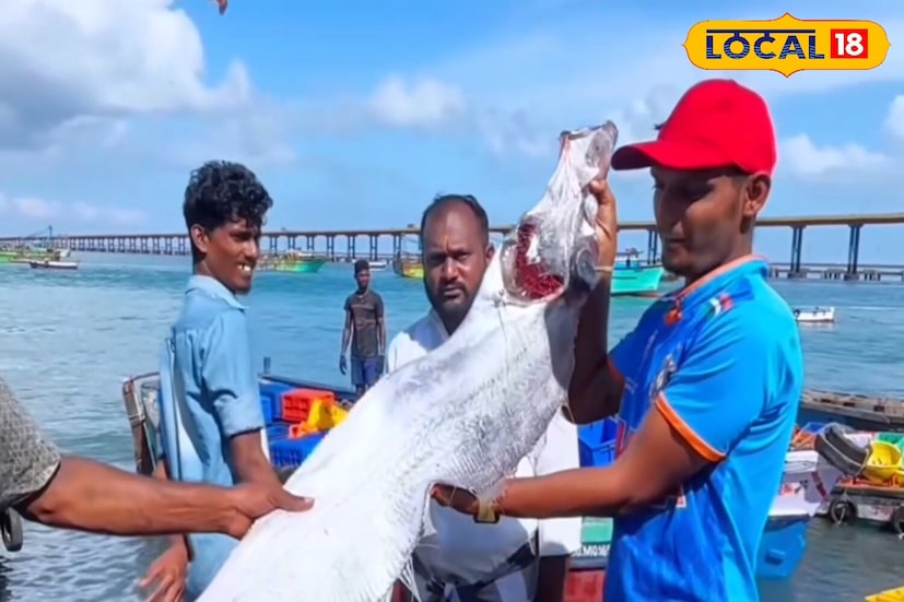 সমুদ্রের গভীরে পাওয়া গেলেও, এই 'ওয়ার ফিশ' খুব কমই ভূপৃষ্ঠে আসে। এই কারণেই মানুষ বিশ্বাস করে যে সুনামির মতো কোনও বড় দুর্যোগ বা ঘটনা ঘটলে এটি ভূপৃষ্ঠে উঠে আসে। আর তাতেই সিঁদুরে মেঘ দেখছেন মানুষ! চিন্তার ভাঁজ জেলেদের কপালে।