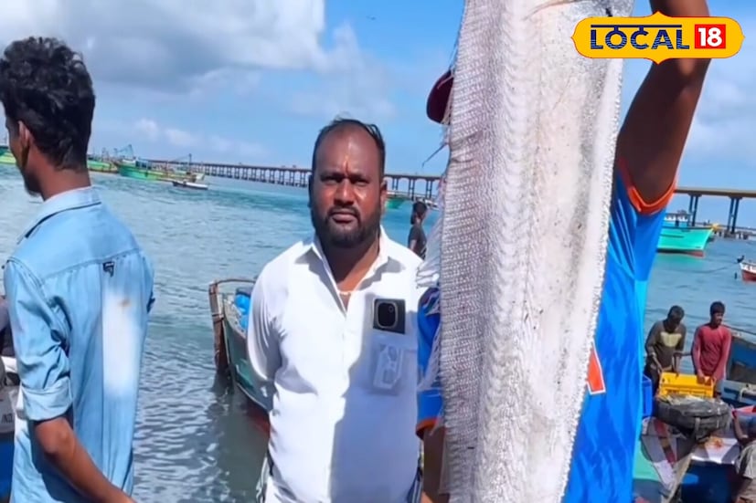 কিছুদিন আগে, তামিলনাড়ুর উপকূলে আটকা পড়ার সময় ৭ জন জেলে এটিকে ধরে ফেলে। সেই সময়, এটি কেবল তামিলনাড়ুতেই নয়, বিশ্বজুড়ে আলোচনার বিষয় হয়ে ওঠে। এখন, পাম্বানে জেলেদের জালে আবারও ডুমসডে মাছটি ধরা পড়েছে। আর তাতেই তীব্র আলোড়ন সৃষ্টি হয়েছে।