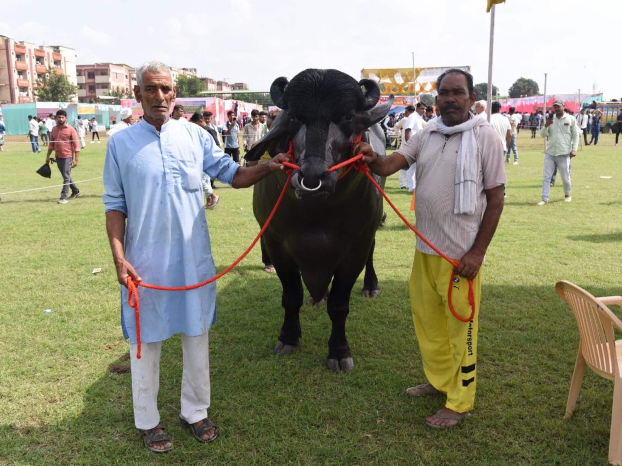 Bizarre News: আলিশান বাড়ি-গাড়ি নয়, ষাঁড়ের দাম ৮ কোটি টাকা! শয়ে-শয়ে সন্তানের বাবা 'বিদ্যায়ক'! শুধু বীর্যই বিক্রি হয় কোটি টাকায়
