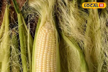 ফাল্তু ভেবে ফেলে দেবেন না ভুট্টার তন্তু, বানান ‘চা’... গলে জল হয়ে যায় শরীরের মেদ!
