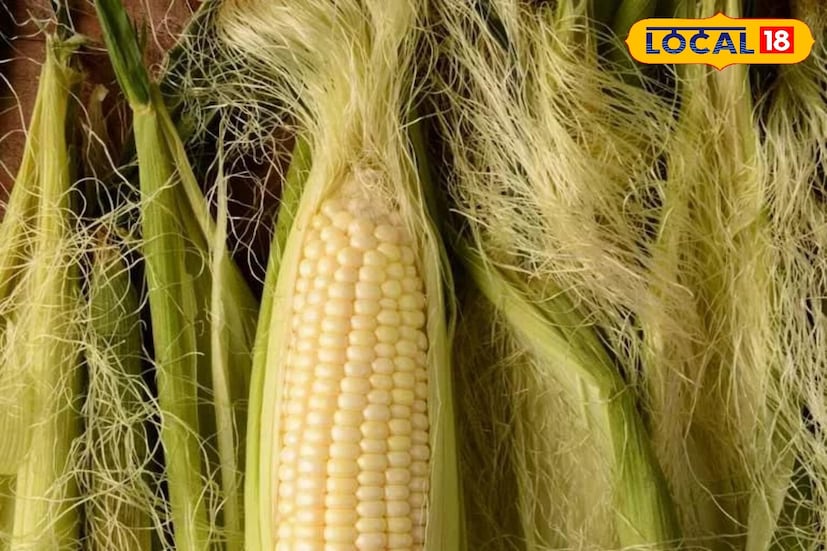  বর্ষাকালে ঠান্ডা ঠান্ডা আবহাওয়ায় ভুট্টা সেঁকা খেতে কার না ভাল লাগে৷ কিন্তু, কখনও কি ভেবেছেন যে আবর্জনা ভেবে ভুট্টার খোসা এবং তন্তু যে আমরা ফেলে দিই তাতেও লুকিয়ে থাকতে পারে গুণাগুণ৷ প্রবীণ আয়ুর্বেদিক চিকিৎসক ডঃ আদিত্য পান্ডে ব্যাখ্যা করেন যে, বেশিরভাগ মানুষ ভুট্টার তন্তুকে আবর্জনার মতো ফেলে দেন৷ তবে, এটি ভিটামিন এ, বি২, সি, ই এবং কে সমৃদ্ধ, সেইসাথে ক্যালসিয়াম, পটাসিয়াম এবং আয়রনের মতো পুষ্টিগুণে সমৃদ্ধ। এটি অ্যান্টিঅক্সিডেন্ট এবং প্রদাহ-বিরোধী বৈশিষ্ট্যের একটি ভাল উৎস।corn silk benifits 