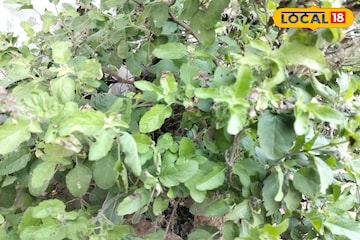 শীতকালেও শুকবে না তুলসী, গোড়ার কাছে করতে হবে সামান্য কাজ! কচি পাতায় ভরে থাকবে গোটা সময় শীতকালেও শুকবে না তুলসী, গোড়ার কাছে করতে হবে সামান্য কাজ! কচি পাতায় ভরে থাকবে গোটা সময়