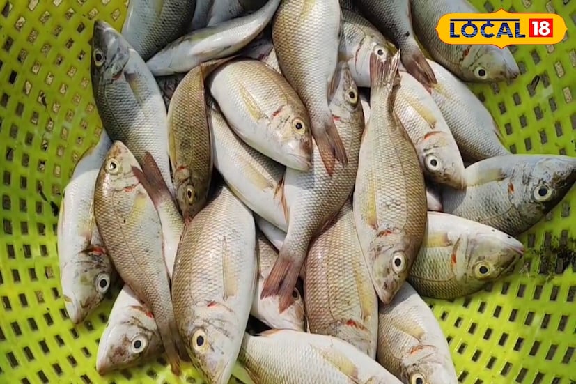 এটির স্বাদ অসাধারণ বলে এটি জেলেদের খুব পছন্দের একটি মাছ। যেহেতু এতে কাঁটা থাকে না, তাই এটি শিশুদের দেওয়া যেতে পারে। জেলেরা বলেন এটি মাংসল এবং সুস্বাদু হওয়ায় শিশুরা এটি পছন্দ করবে। এটি প্রতি কেজি ৩০০ থেকে ৪০০ টাকায় বিক্রি হয়।