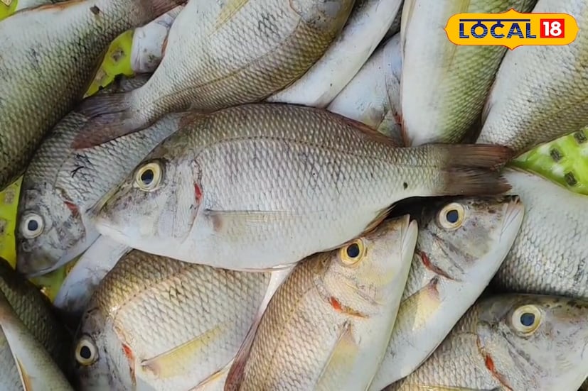 ঔষধি গুণাবলী: - এই মাছে আছে প্রচুর পরিমানে ওমেগা-৩ ফ্যাটি অ্যাসিড, যার মধ্যে রয়েছে আইকোসাপেন্টাইনয়িক অ্যাসিড এবং ডোকোসাহেক্সাইনয়িক অ্যাসিড। হৃদরোগের স্বাস্থ্যের উন্নতি, হৃদরোগের প্রদাহ কমাতে এবং মস্তিষ্কের কার্যকারিতা উন্নত করতে গুরুত্বপূর্ণ ভূমিকা পালন করে এই উপাদানগুলি।