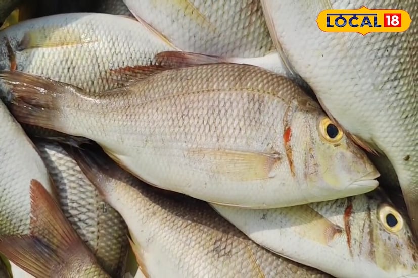 এই মাছটি কেবল গ্রীষ্মমন্ডলীয় এবং উপ-ক্রান্তীয় গভীর সমুদ্র অঞ্চলে বাস করে এবং বলা হয় যে এটি বেশিরভাগই ভারত মহাসাগরে বাস করে।
