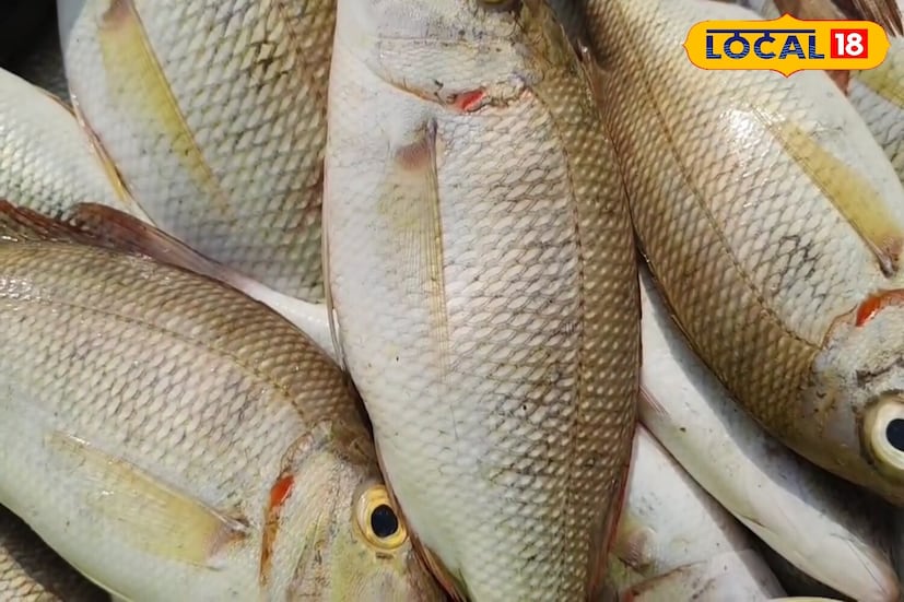 এটি খুবই সুস্বাদু একটি মাছ, কারণ এটি প্রবাল প্রাচীর, পাথর এবং প্রবাল প্রাচীরে পাওয়া শৈবাল খায়, যা মাটিতে পুঁতে। মাছটির সারা শরীরে আঁশ কম এবং মাংস বেশি। অন্যান্য মাছের মতো নয়, এর সারা শরীরে মেরুদণ্ডের মতো গঠন রয়েছে।