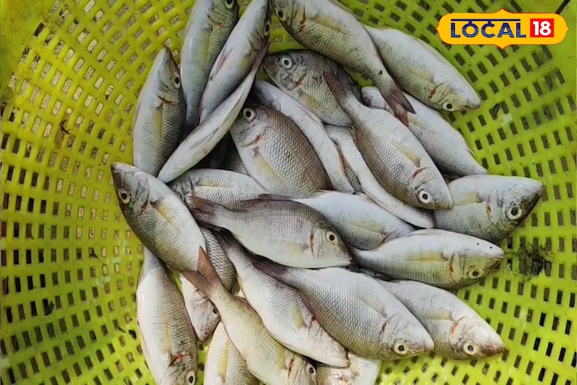 এই মাছের ঔষধি গুণাবলী হার্ট ও মস্তিস্কের জন্য সুপার ফুড। বাচ্চা থেকে বুড়ো, যে কোনও বয়সে সুস্থ রাখতে ম্যাজিকের মতো সাহায্য করতে পারে এই মাছ।