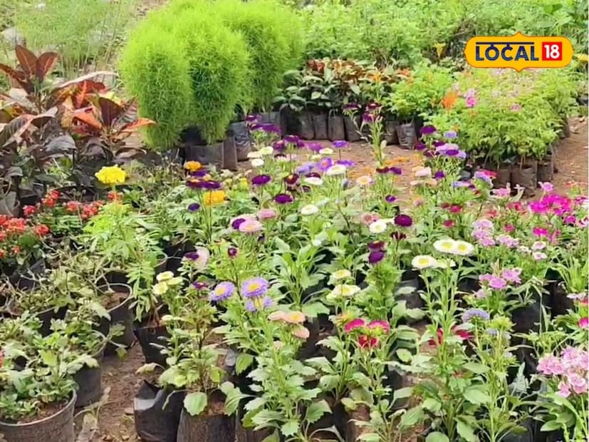 লোকাল 18 কে দেওয়া সাক্ষাৎকারে মোর আরও জানালেন যে তিনি গাছের সিজনে প্রায় ৪ থেকে ৫ লক্ষ টাকা আয় করেন।
