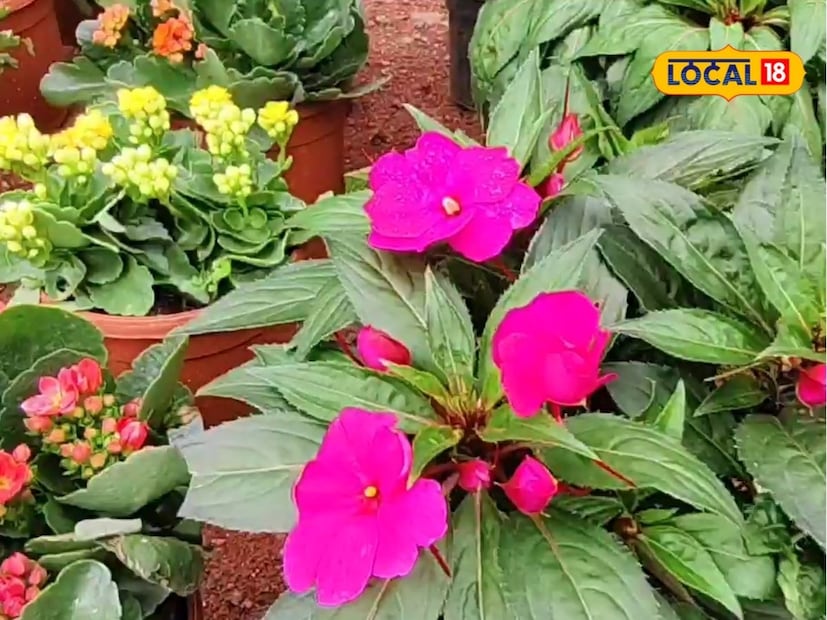 মোর বিভিন্ন জাতের গাছের বীজ রোপণ করে নিজেই চারা চাষ করেন তাঁর এই নার্সারিতে। বাড়িতে এই সব চারা চাষ করে তিনি ভাল টাকা লাভ করছেন। ফুলের মধ্যে মোগরা, জসভান্ড, এক্সোরা-সহ বিভিন্ন বিদেশী গাছপালা রয়েছে তার।