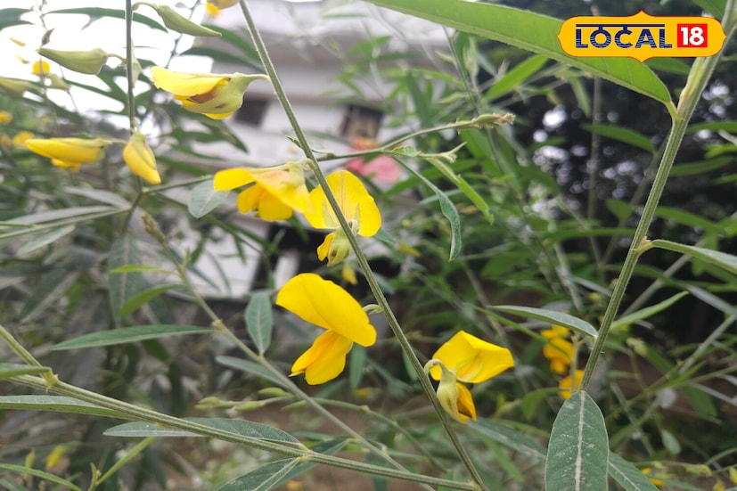 তিনি ব্যাখ্যা করেন যে শীতকালে এই সবুজ শাক খাওয়া অত্যন্ত উপকারী, যখন শরীরের অতিরিক্ত শক্তি এবং উষ্ণতার প্রয়োজন হয়। এই সবজির নিয়মিত ব্যবহার রক্তাল্পতা দূর করতে এবং ত্বকের রঙ উন্নত করতে সাহায্য করে। যারা প্রায়শই ক্লান্ত এবং দুর্বল বোধ করেন তাদের জন্যও এটি উপকারী।