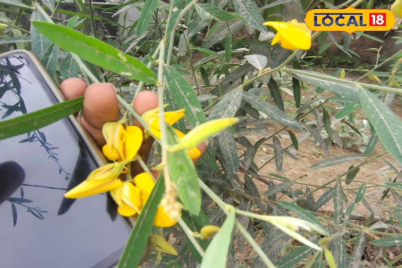 এই প্রসঙ্গে সমস্তিপুর জেলার মোহনপুর স্বাস্থ্য কেন্দ্রের আয়ুর্বেদিক চিকিৎসক ডাঃ বলেশ্বর শর্মা এই একটি বিশেষ শাকের অসংখ্য স্বাস্থ্য উপকারিতা শেয়ার করেছেন। তিনিই ব্যাখ্যা করেন, এই সূর্যমুখী শাক শরীরে প্রাকৃতিক শক্তি সরবরাহ করে এবং এটিকে 